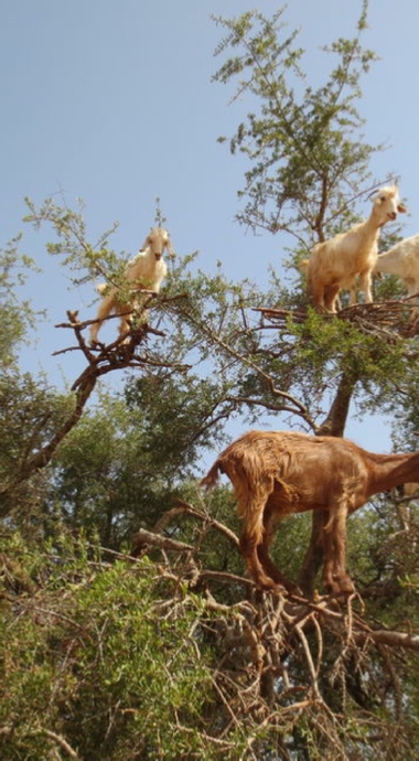 Day Trip from Marrakech